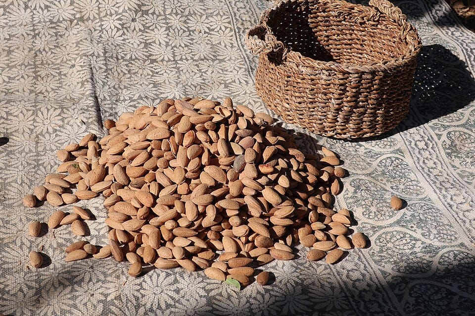 Freshly harvested nuts being sorted at the orchard